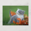 Recherche de playing cards cartes postales Animal