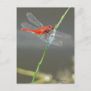 Recherche de libellule cartes postales Herbe