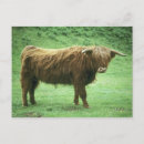 Recherche de highlands cartes postales Europe