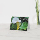 Recherche de calla blanche Fleurs