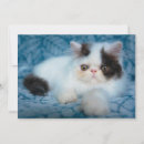 Recherche de chat persan vœux cartes Peluche