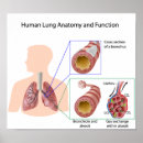 Recherche de pulmonaire posters Respiration