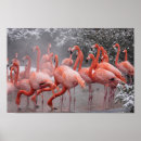 Recherche de flamant américain posters Rose