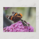 Recherche de buisson papillon cartes postales Pour tous