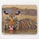 Recherche de tigre du bengale tapis souris Chat