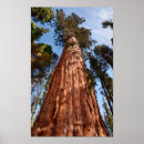 Recherche de séquoia géant posters Californie