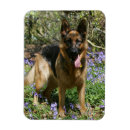 Recherche de fixation magnets Photographe canin