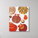 Recherche de palourde art Coquilles