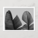 Recherche de bananiers posters Texture