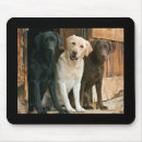 Recherche de labrador retriever noir tapis souris Chien