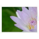 Recherche de lotus photographie Nature