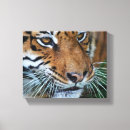 Recherche de tigre de bengale Chat sauvage