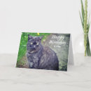 Recherche de chat gris vœux cartes Félin