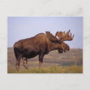Recherche de orignaux de taureau cartes postales Bois