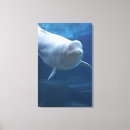 Recherche de baleines de beluga art Animal