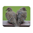 Recherche de colombe magnets Inséparables