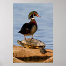 Recherche de sponsa posters Superstock