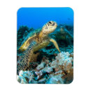 Recherche de tortue magnets Plongée