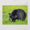 Recherche de ours noir cartes postales Faune