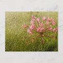 Recherche de gallo cartes postales Jour