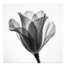 Recherche de fine photographie art Botanique