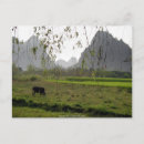 Recherche de vaches cartes postales Pâturage