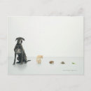 Recherche de cobaye cartes postales Animal