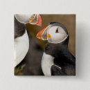 Recherche de atlantique badges Faune