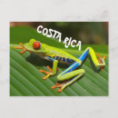 Recherche de grenouille costa rica cartes postales Coloré