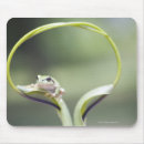 Recherche de plante tapis souris Animal