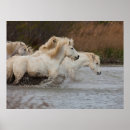 Recherche de cheval de camargue posters Courant