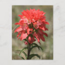 Recherche de pinceau indien cartes postales Feu de prairie