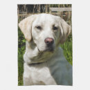 Recherche de labrador cuisine linges Mignon
