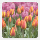Recherche de jacinthe autocollants Floraison
