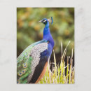Recherche de motif naturel cartes postales Animal