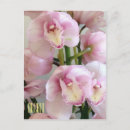 Recherche de orchidées roses cartes postales Photographie