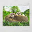 Recherche de loutre de rivière cartes postales Nature