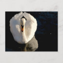 Recherche de swan cartes postales Oiseau
