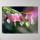 Recherche de coeurs et fleurs posters Amour