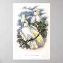 Recherche de perroquet vintage posters Nature