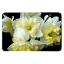 Recherche de narcisse magnets Jonquilles