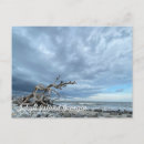 Recherche de driftwood posters Île