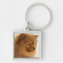 Recherche de pomeranian porteclés Principal et épaules