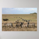 Recherche de savanne posters Serengeti