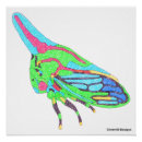 Recherche de punaise posters Insecte