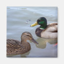 Recherche de nageant magnets Canard