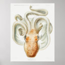 Recherche de poulpe Vintage