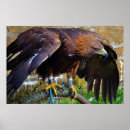 Recherche de aigle coloré posters Oiseaux
