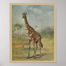 Recherche de vintage giraffe art Girafe