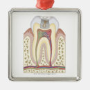 Recherche de dentaire ornements Médical